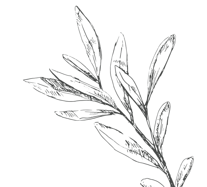 olive-branch-corner-rotated